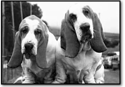 bassett hounds