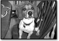 pup at the table