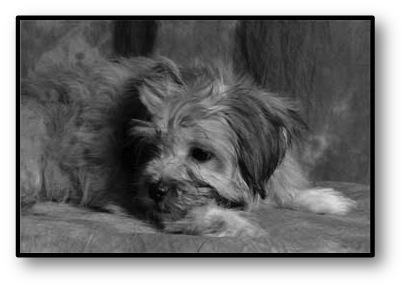Dog rest