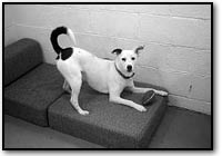 Dog play bow